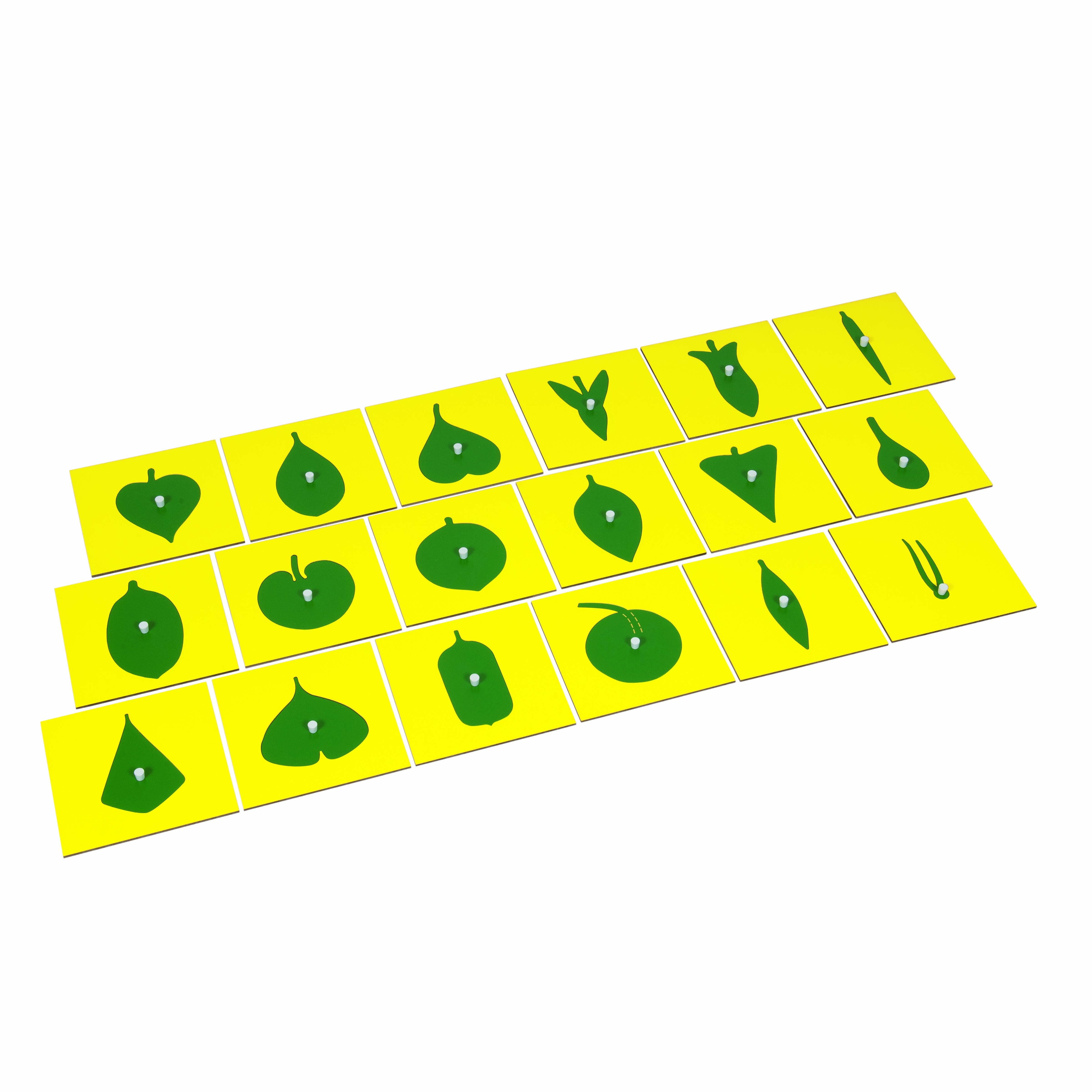 Contents Of The Botany Cabinet