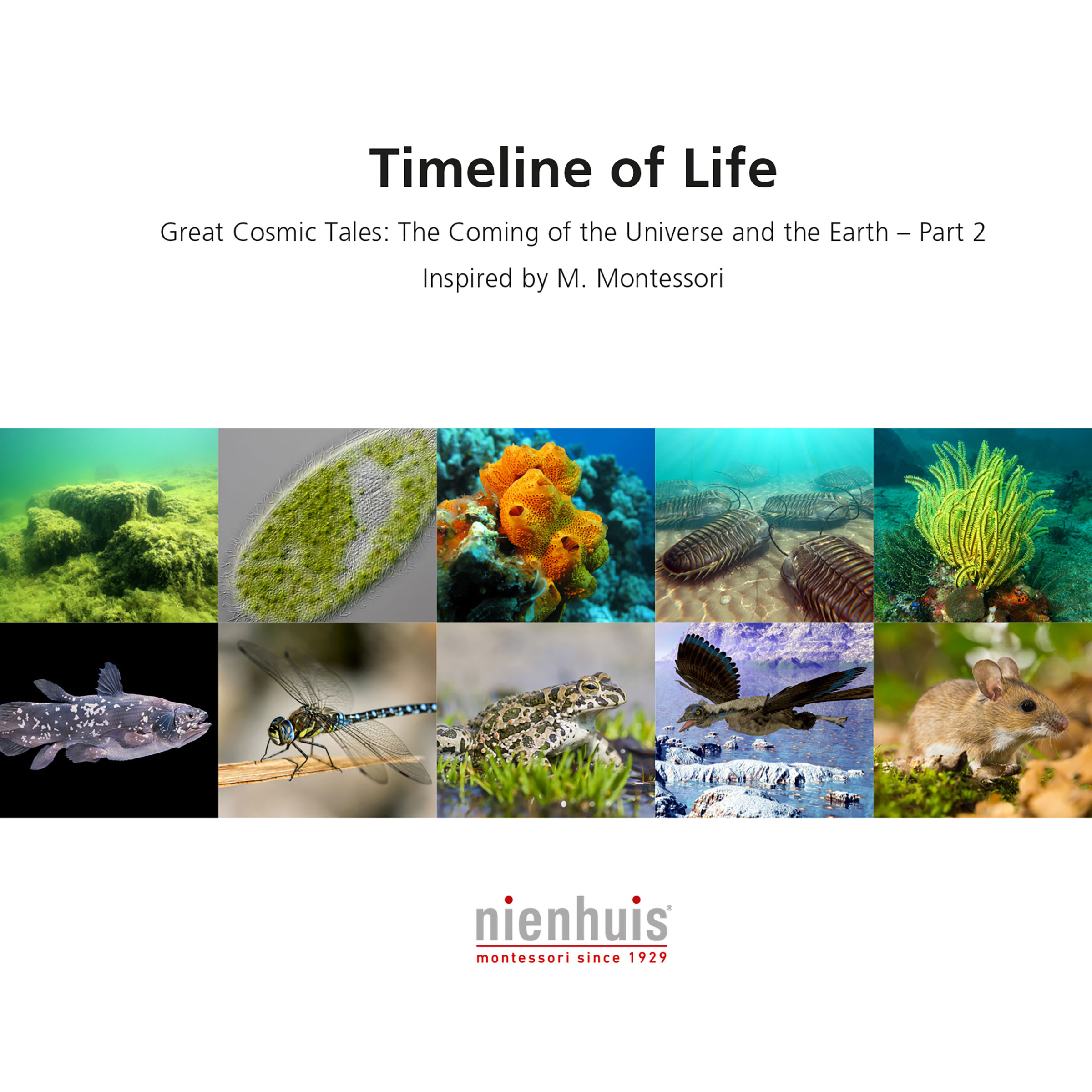 Timeline Of Life