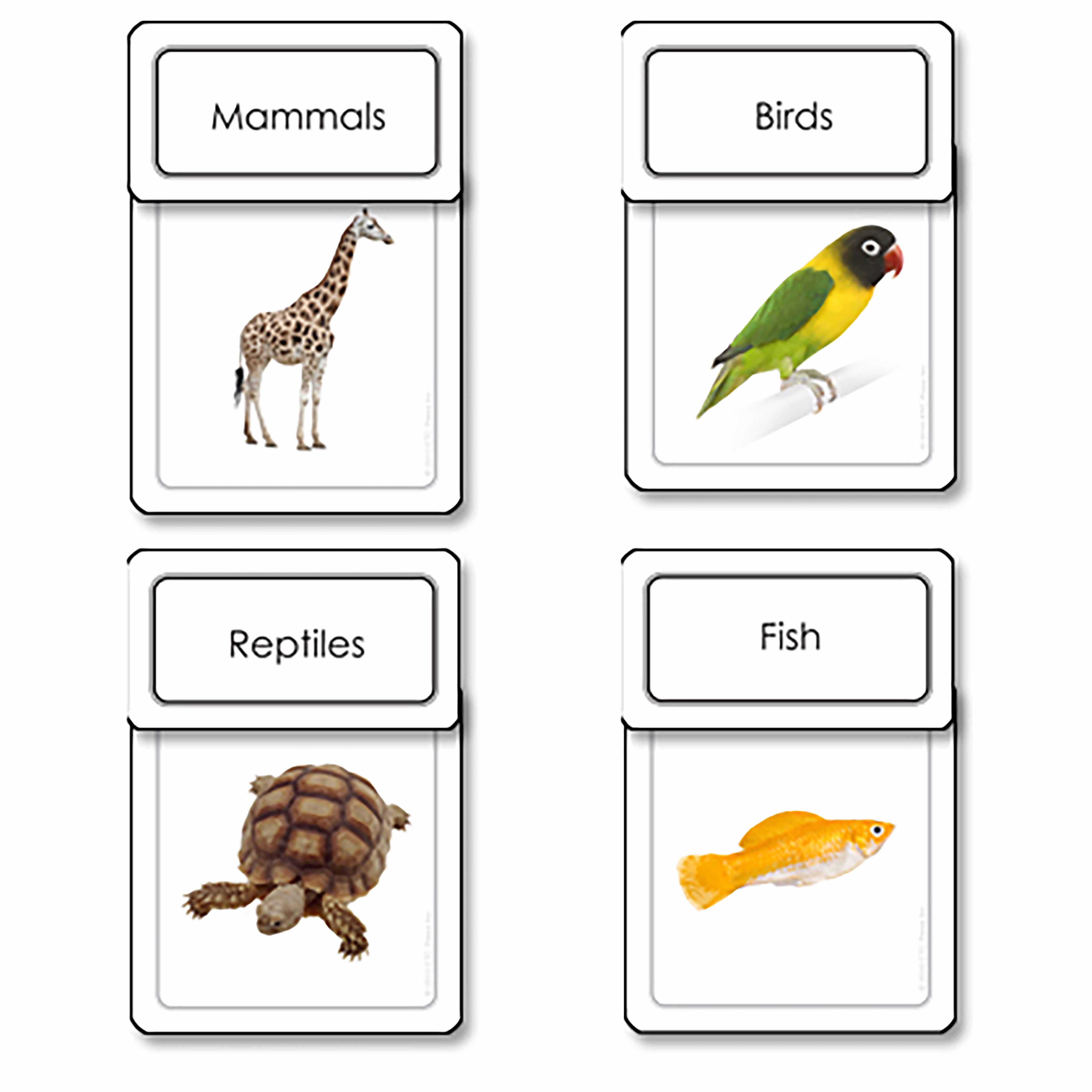 Five Classes Of Vertebrates Sorting Cards