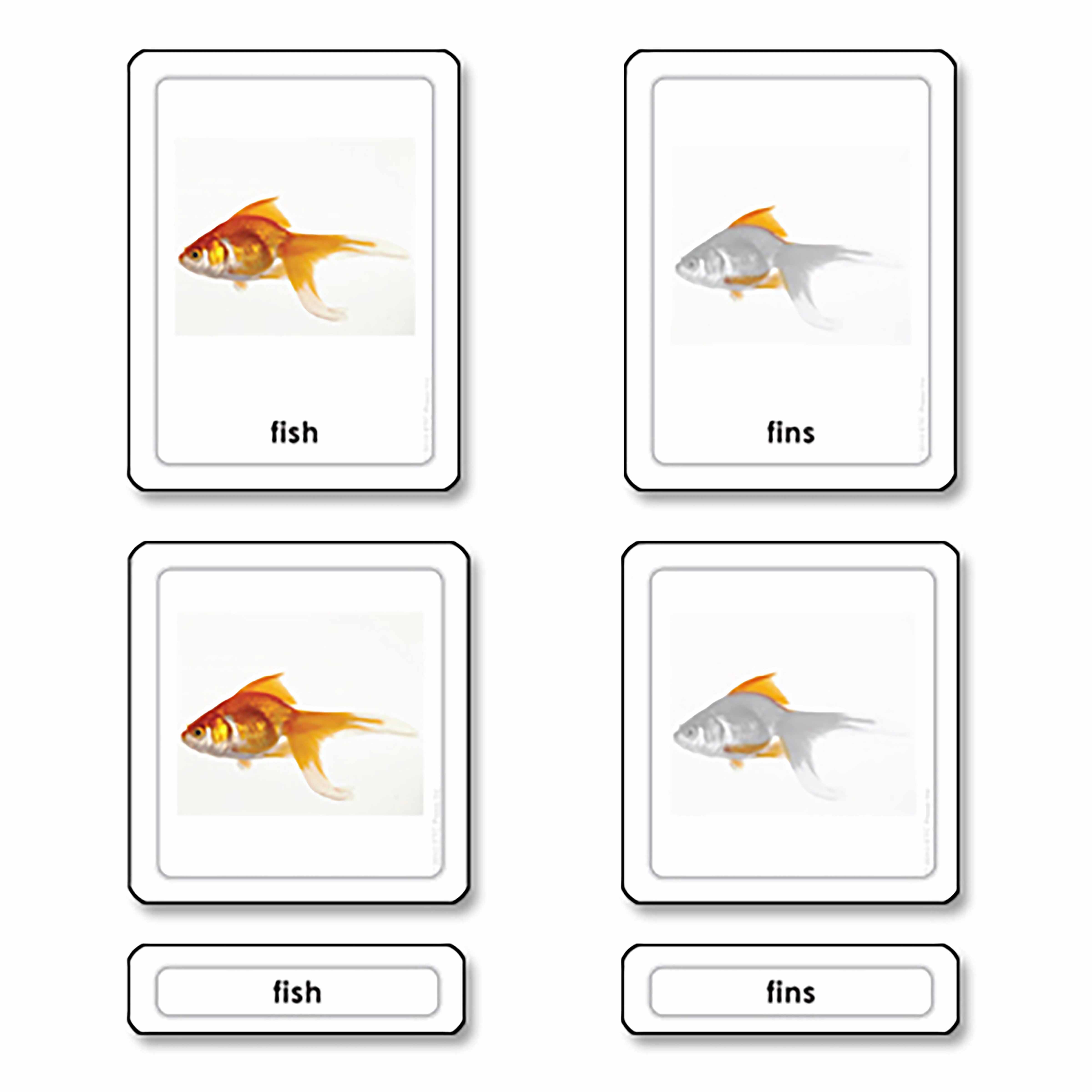 Parts Of A Fish (Osteichthyes)