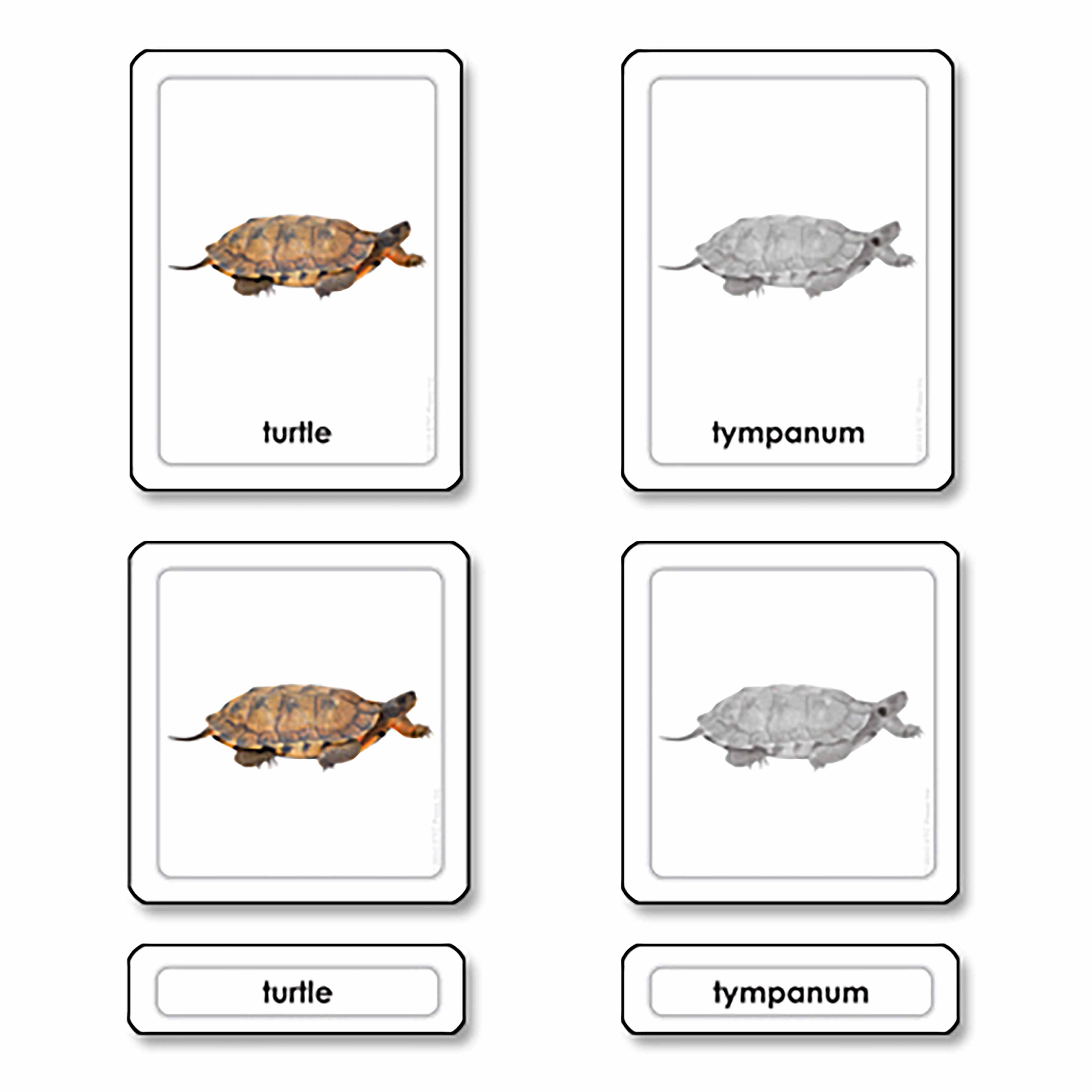 Parts Of A Turtle (Reptile)