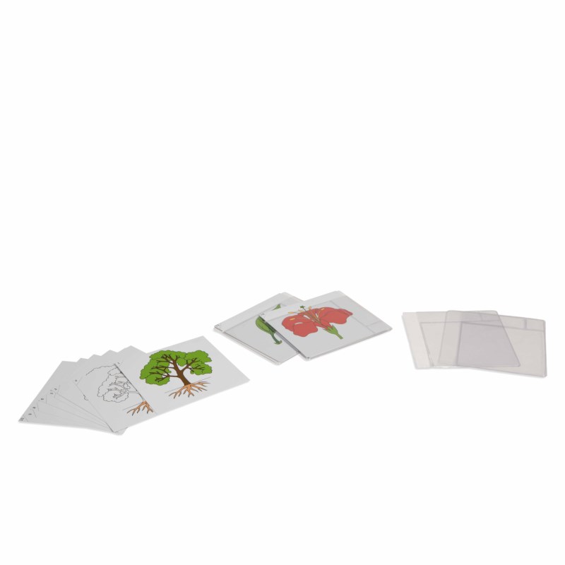 First Set Of Botany Cards