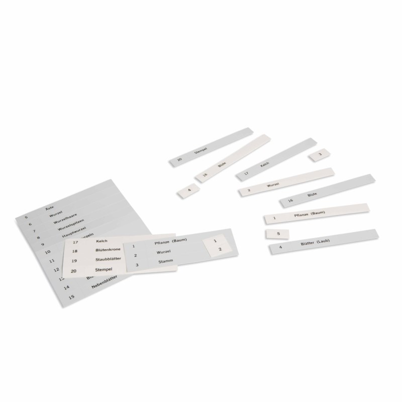 Name Cards: First Set Of Botany Cards (German version)