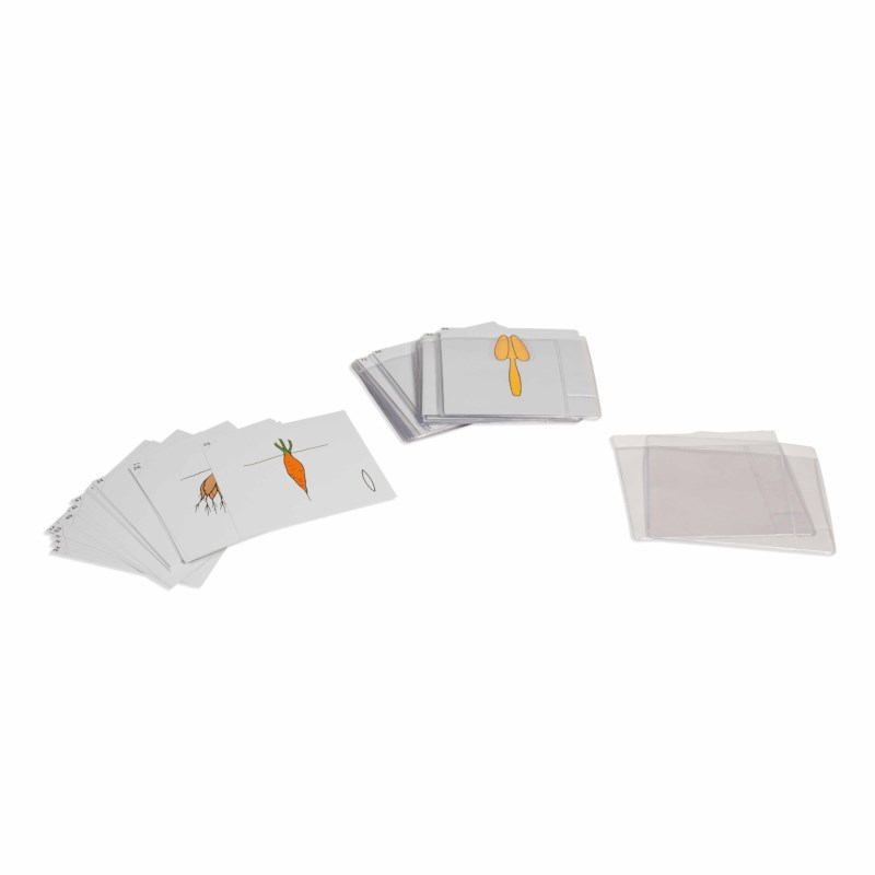 Second Set Of Botany Cards