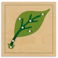 Botany Puzzle: Leaf