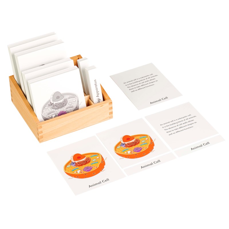 Animal Cell Nomenclature Cards
