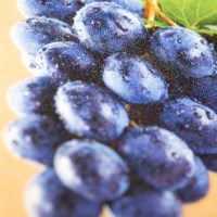 My First Book: Fruit