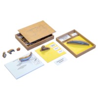 The Animal Ocean Box