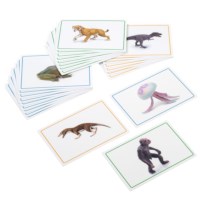 Cards And Book For The Black Ribbon