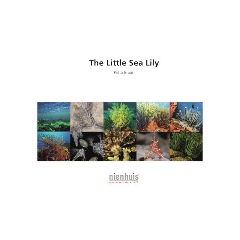 The Little Sea Lily