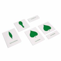 Botany Cabinet: Nomenclature Cards