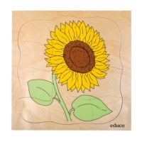 Growth puzzle - sunflower