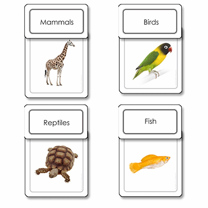 Five Classes Vertebrates Sorting Cards | Heutink International