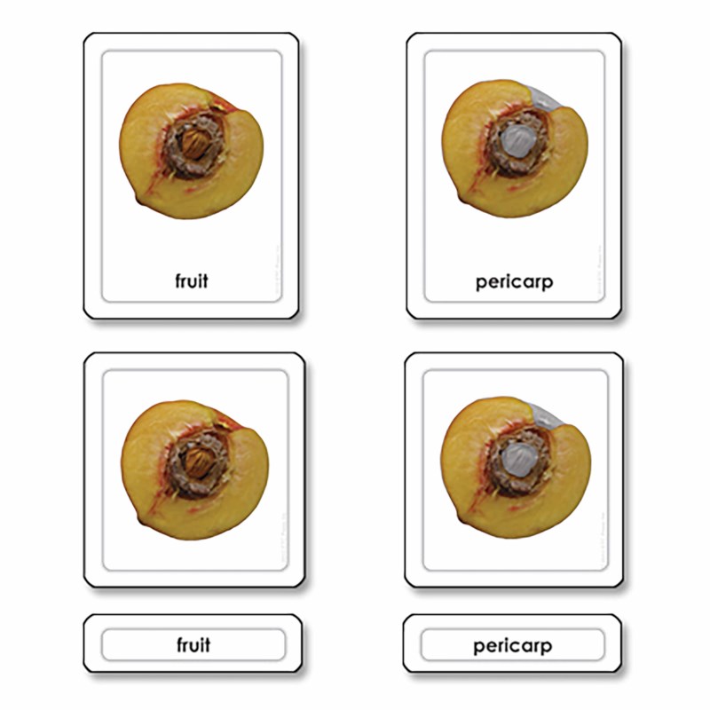 Parts Of A Fruit