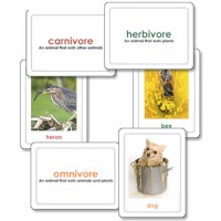 Carnivores - Herbivores - Omnivores