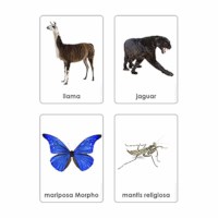 Animales De Los Siete Continentes