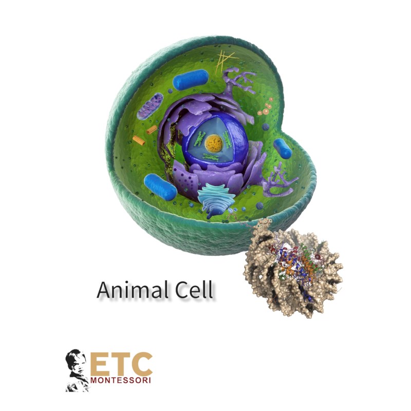 Animal Cell | Heutink International