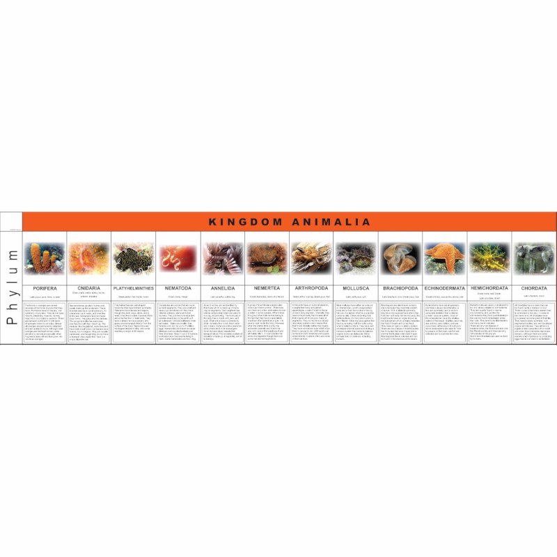 Animalia Kingdom Charts
