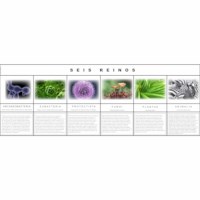 Six Kingdom Chart