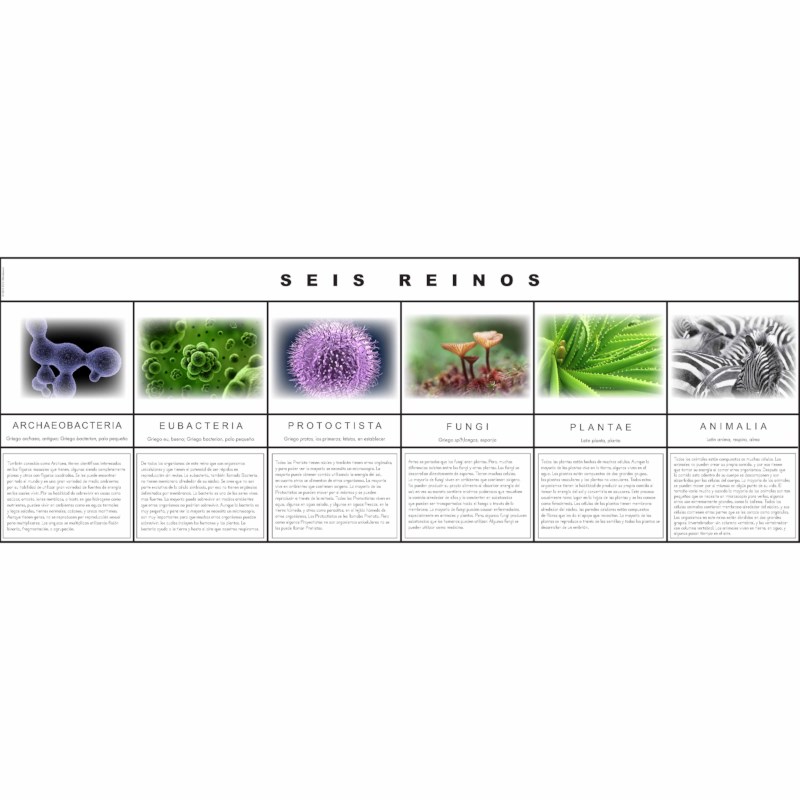 Six Kingdom Chart