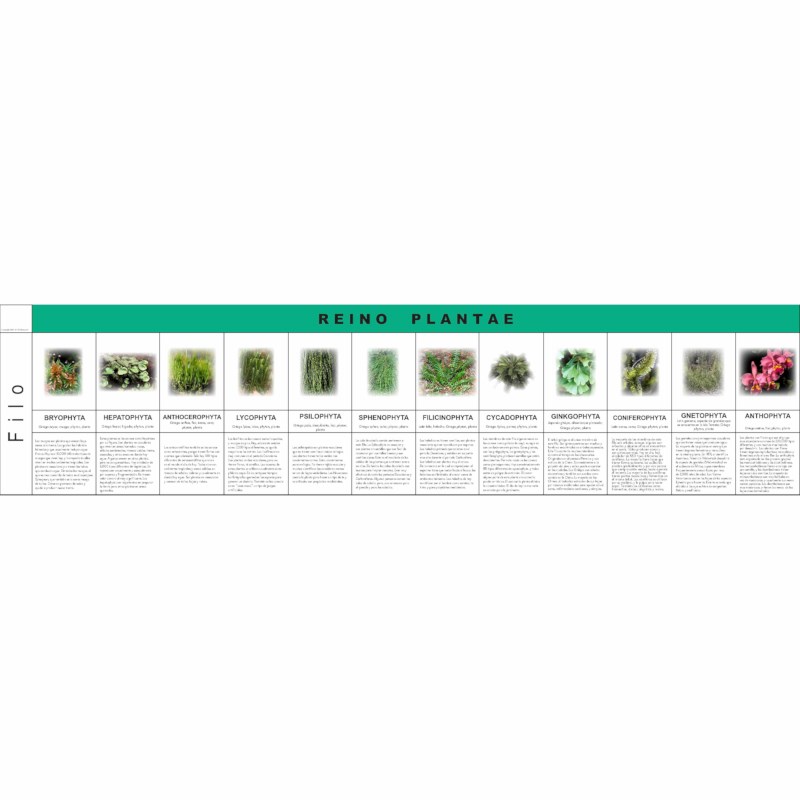 Reino Plantae